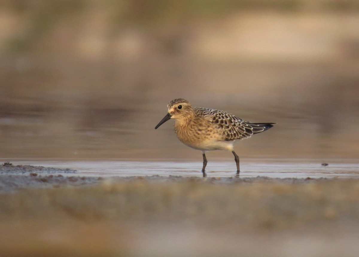 Baird's Sandpiper - ML111627061