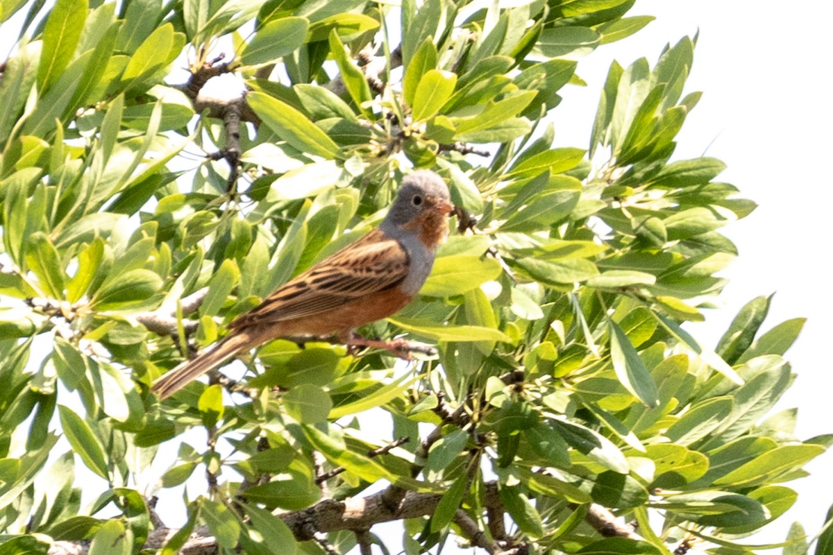 Cretzschmar's Bunting - ML111628401