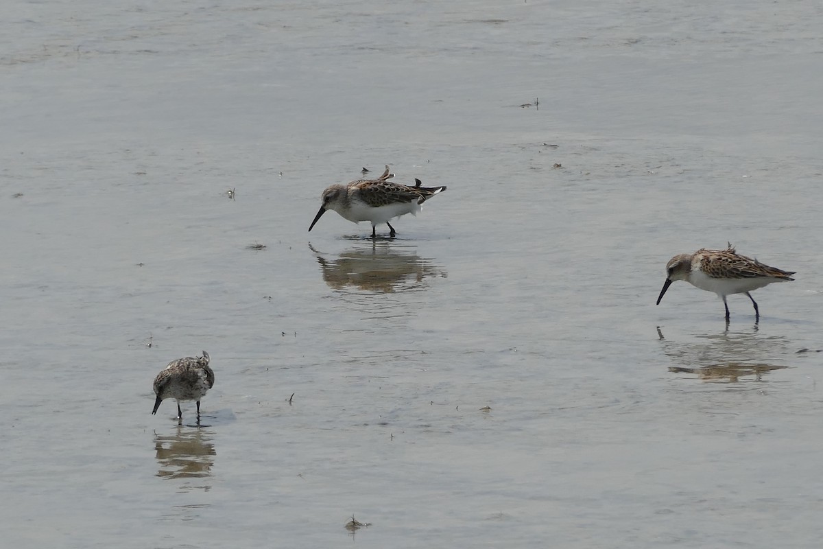 Bergstrandläufer - ML111629621