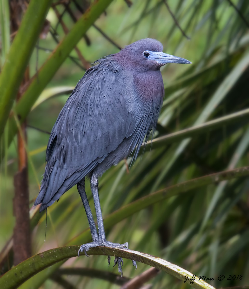 Little Blue Heron - Jeff Maw