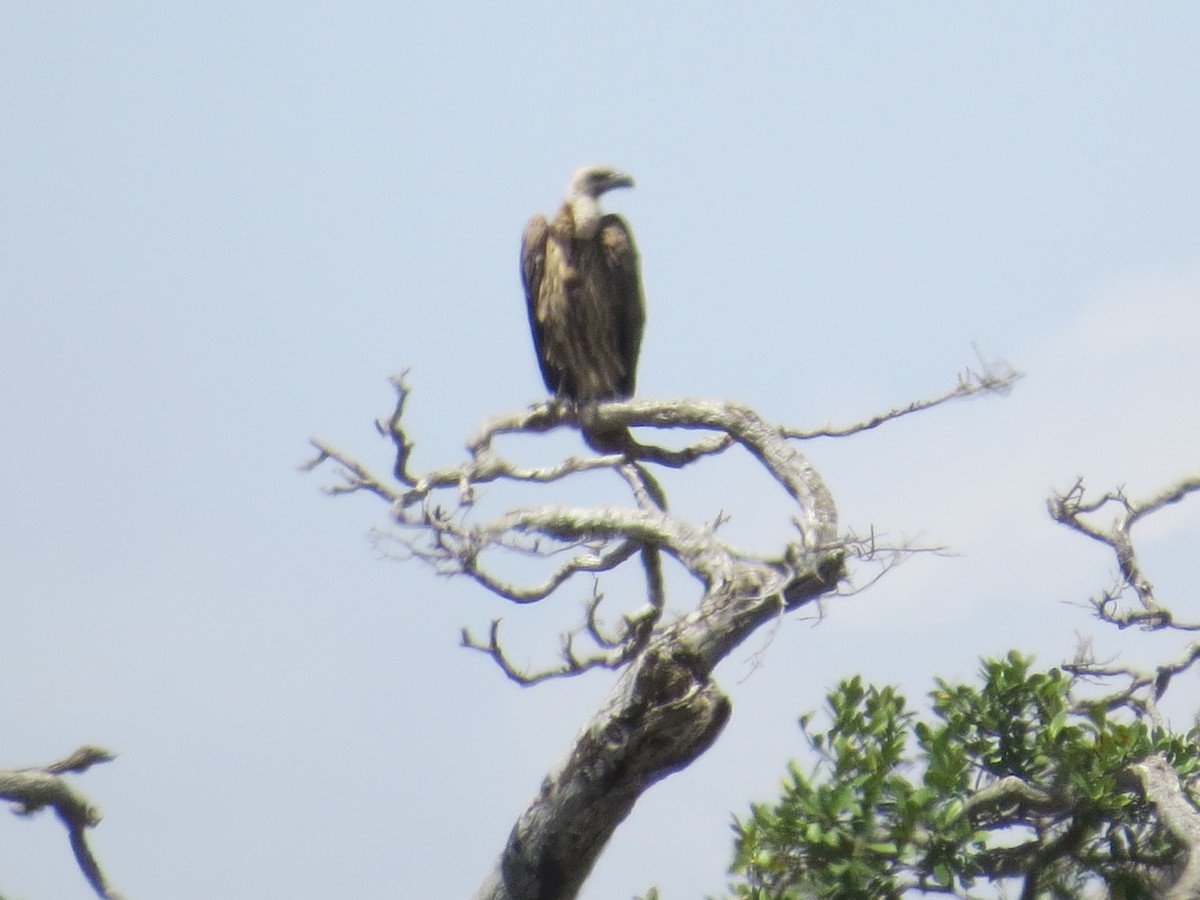 White-backed Vulture - ML111632051