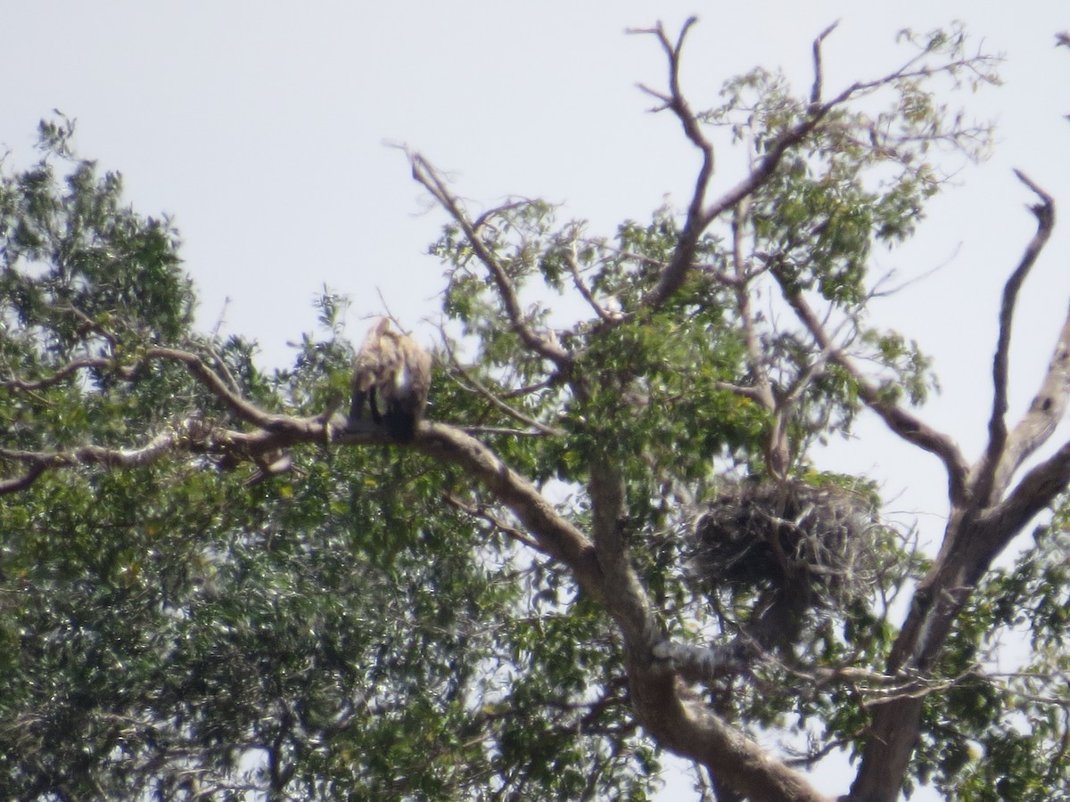 White-backed Vulture - ML111632071