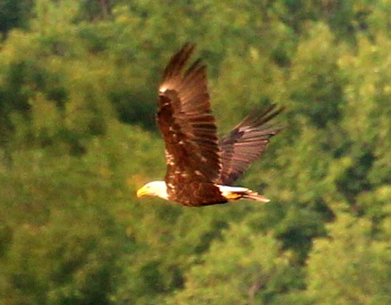 Bald Eagle - sam hough