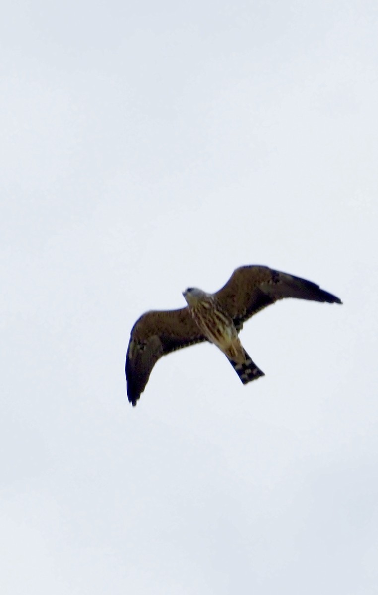 Mississippi Kite - ML111637361
