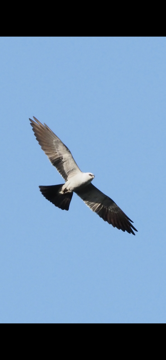 Mississippi Kite - ML111637441