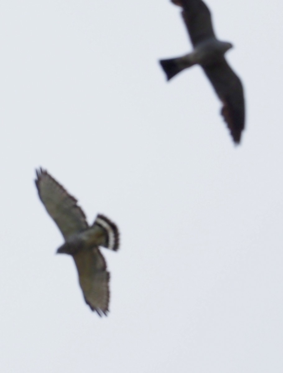 Broad-winged Hawk - ML111637821