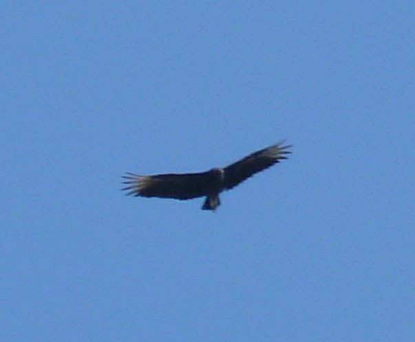 Black Vulture - ML111638231