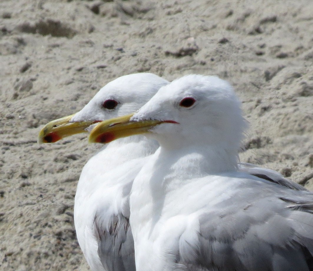 California Gull - Diane Etchison