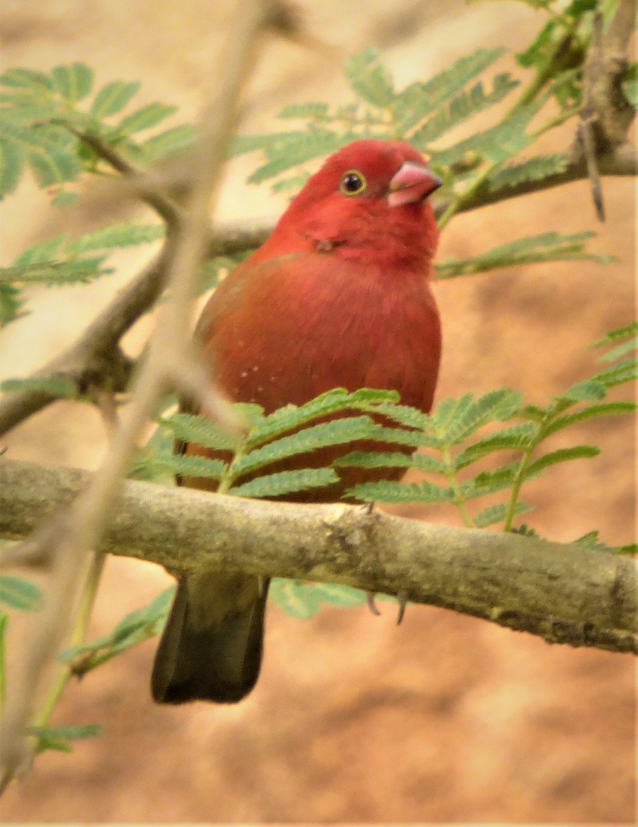 Red-billed Firefinch - ML111639161