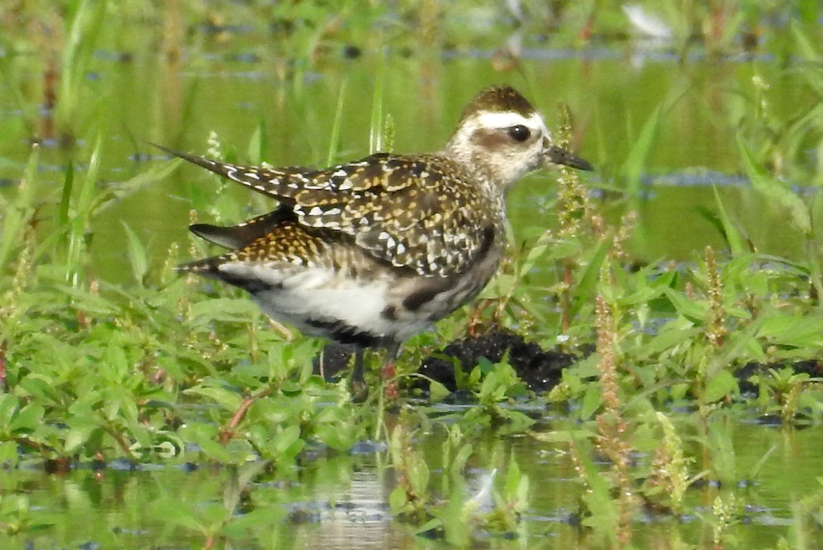 American Golden-Plover - ML111639311