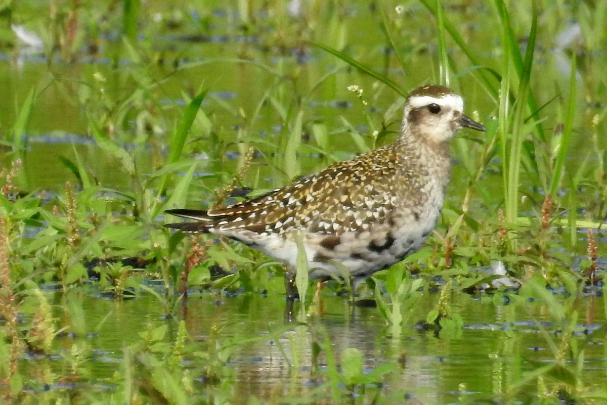 American Golden-Plover - ML111639331