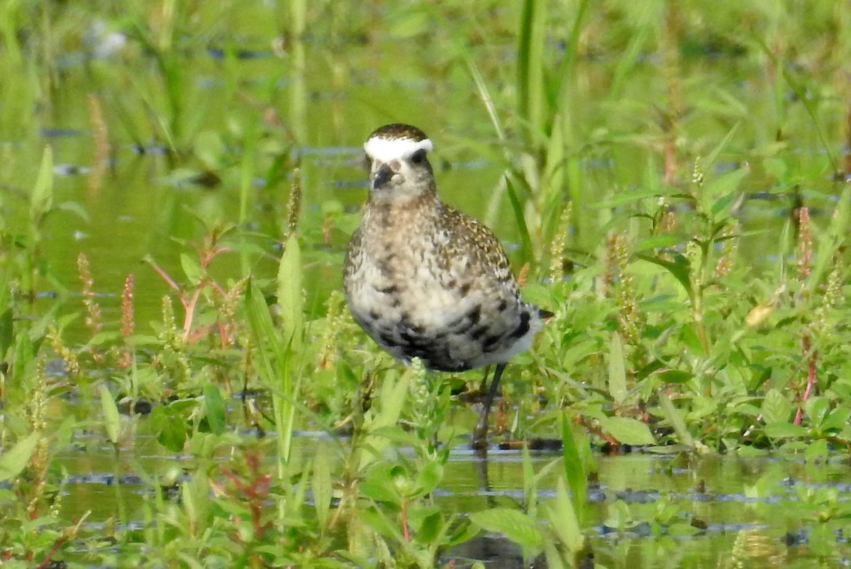 American Golden-Plover - ML111639361