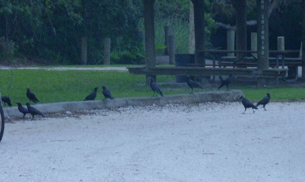 American Crow - ML111639691