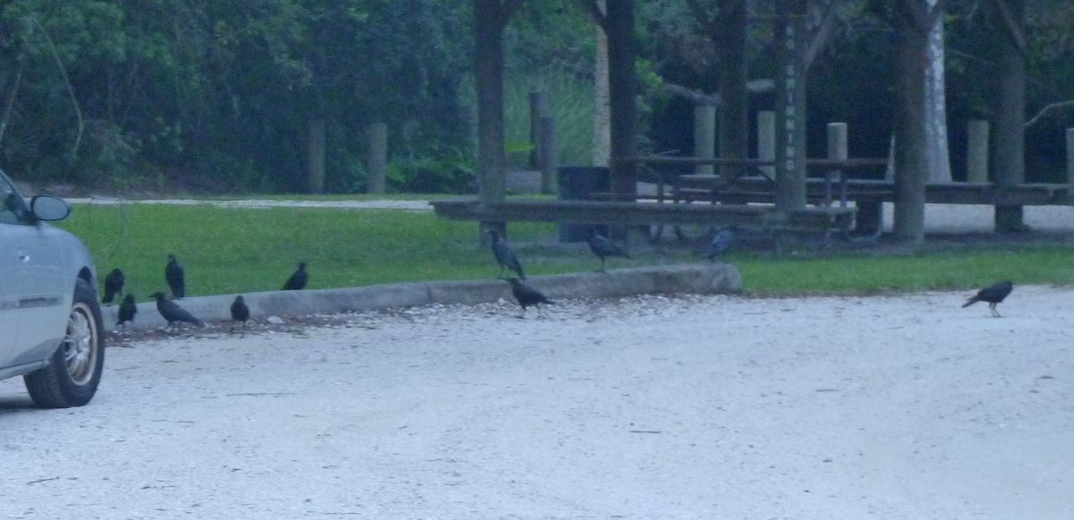 American Crow - ML111639711