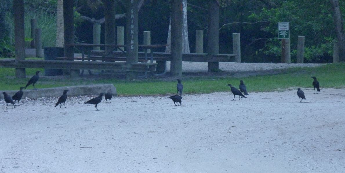 American Crow - ML111639721