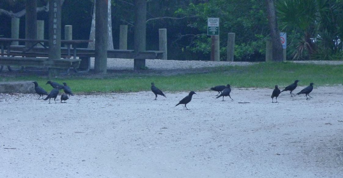 American Crow - ML111639771