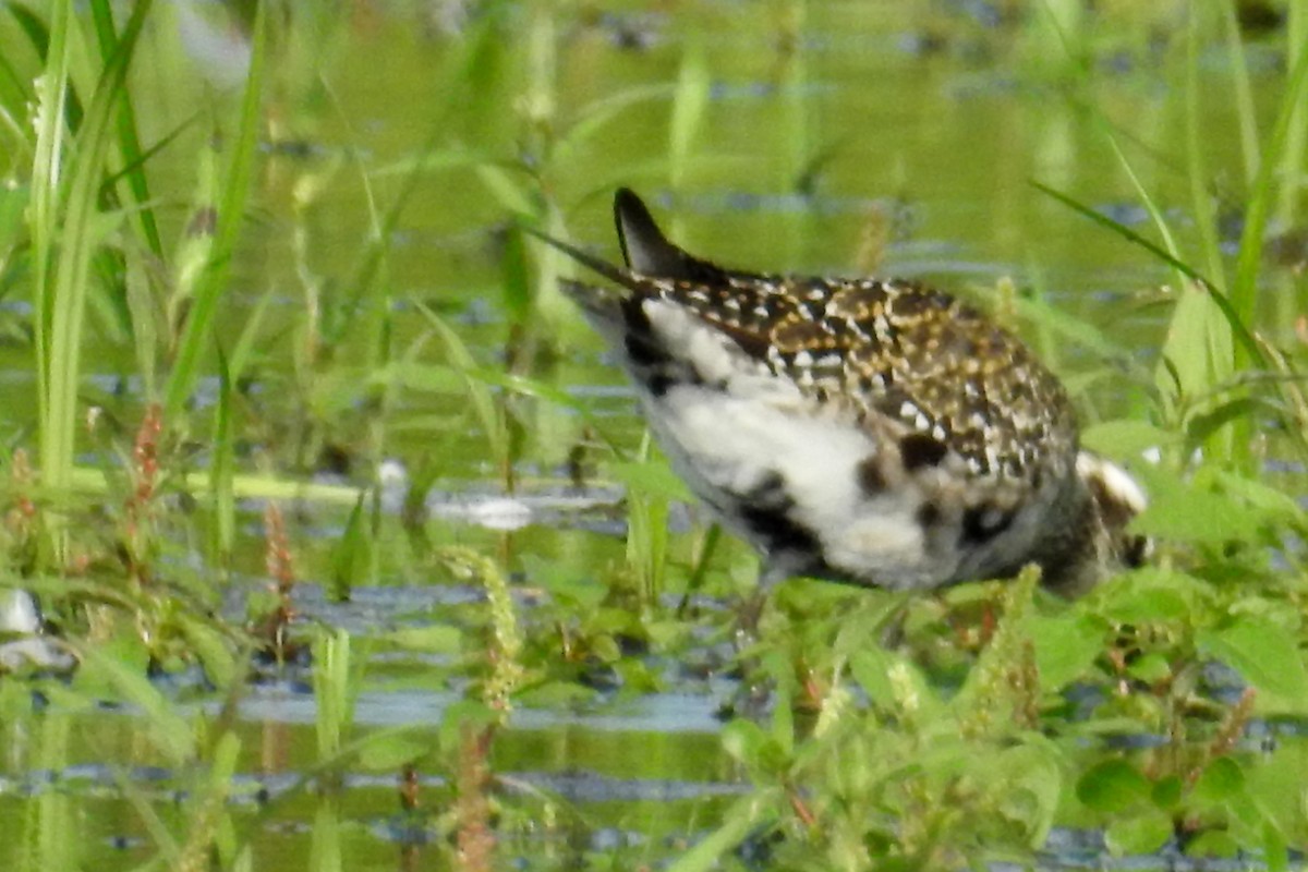 American Golden-Plover - ML111640461