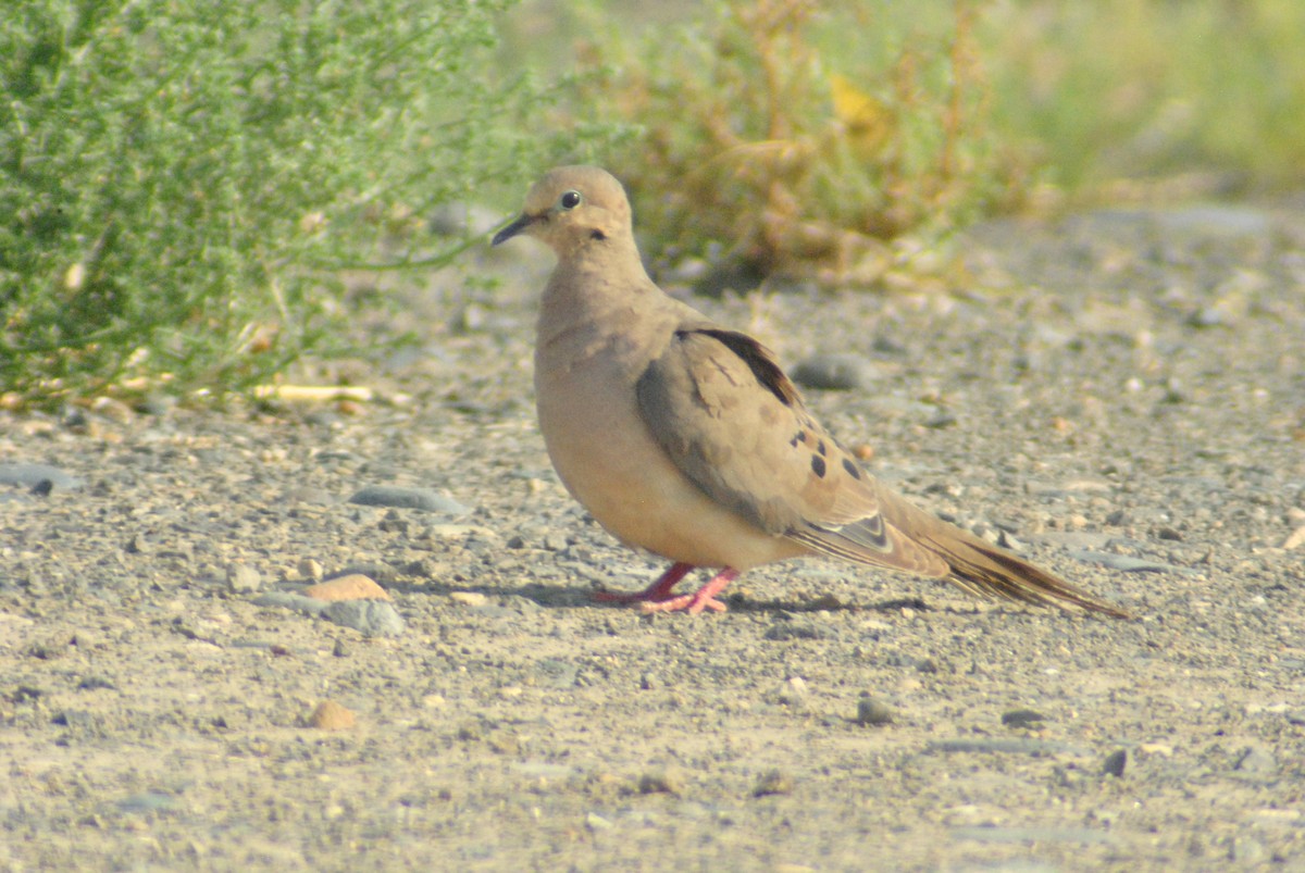 Mourning Dove - ML111640471