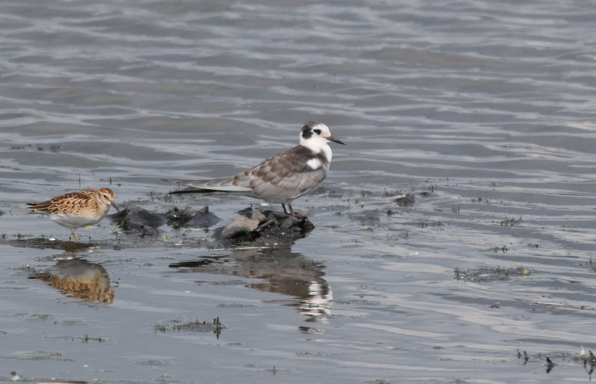 Black Tern - ML111640661