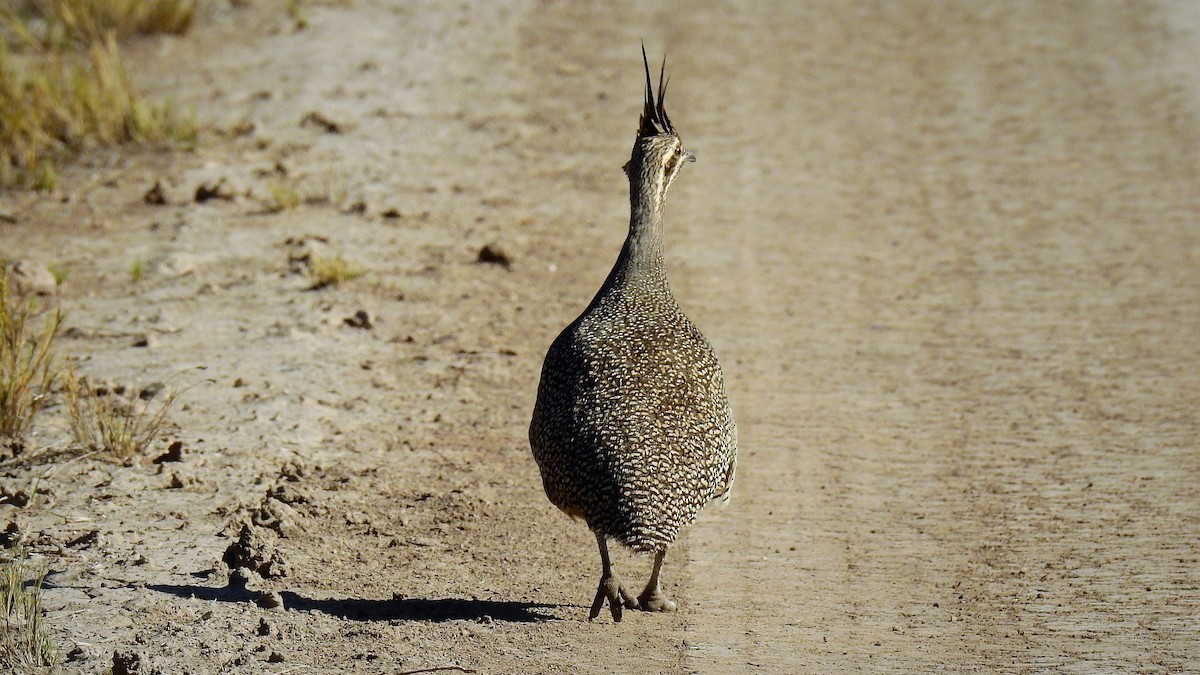 Elegant Crested-Tinamou - ML111641081