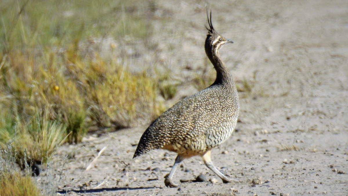 Elegant Crested-Tinamou - ML111641091