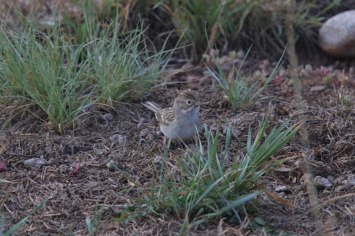 Brewer's Sparrow - ML111641791