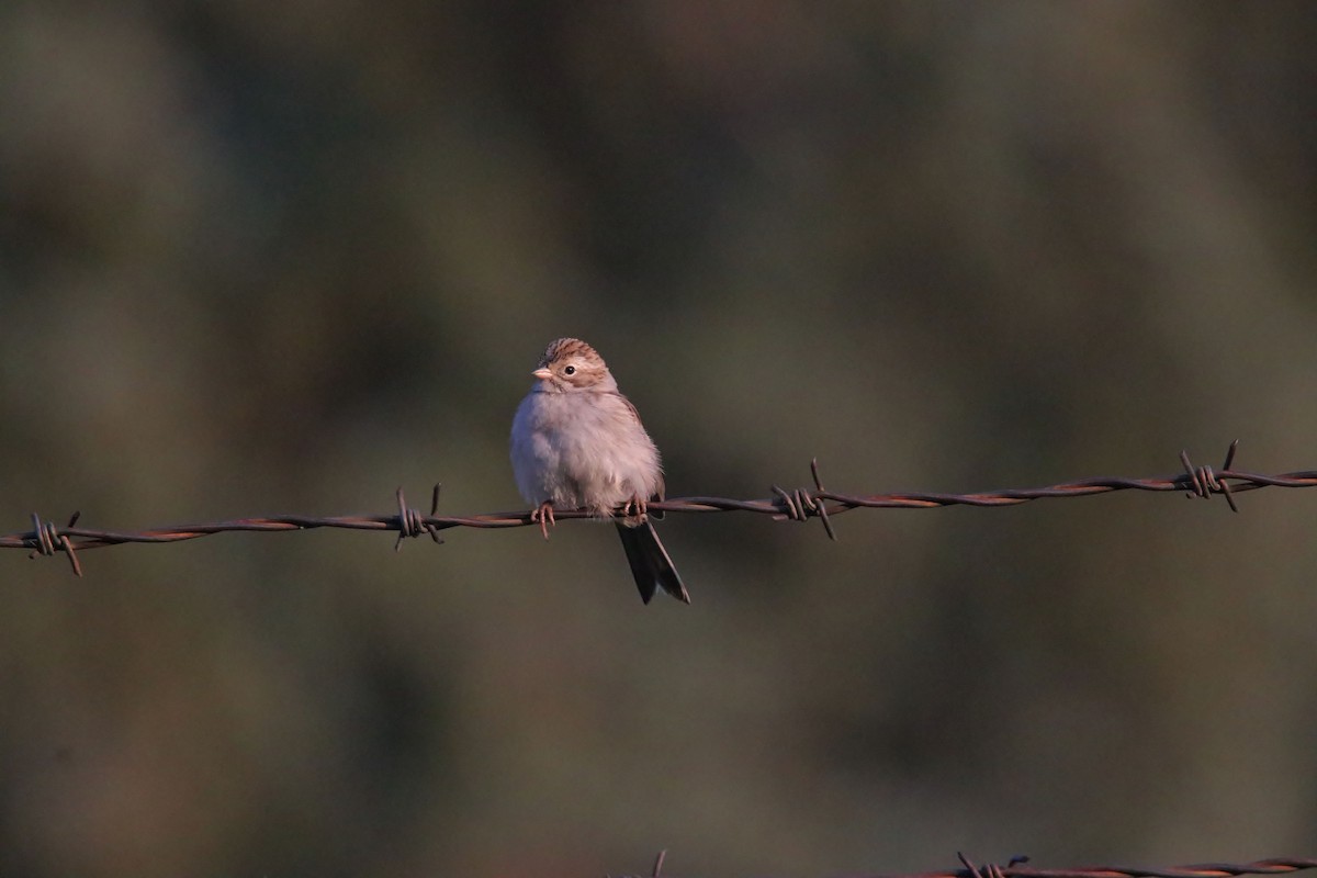 Brewer's Sparrow - ML111641931