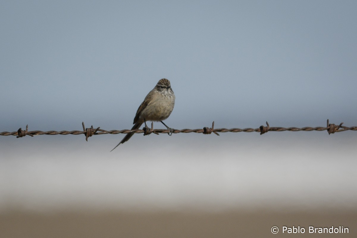 Plain-mantled Tit-Spinetail - ML111642201