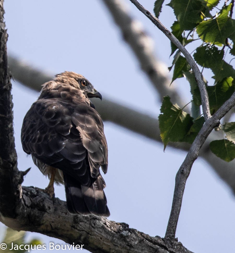 Broad-winged Hawk - Jacques Bouvier