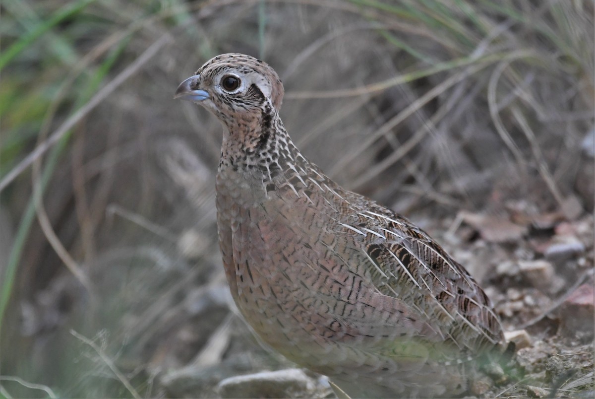 Montezuma Quail - ML111644771