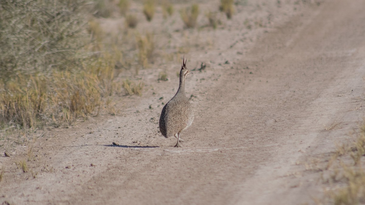 Elegant Crested-Tinamou - Tiago Rivadeo Pla