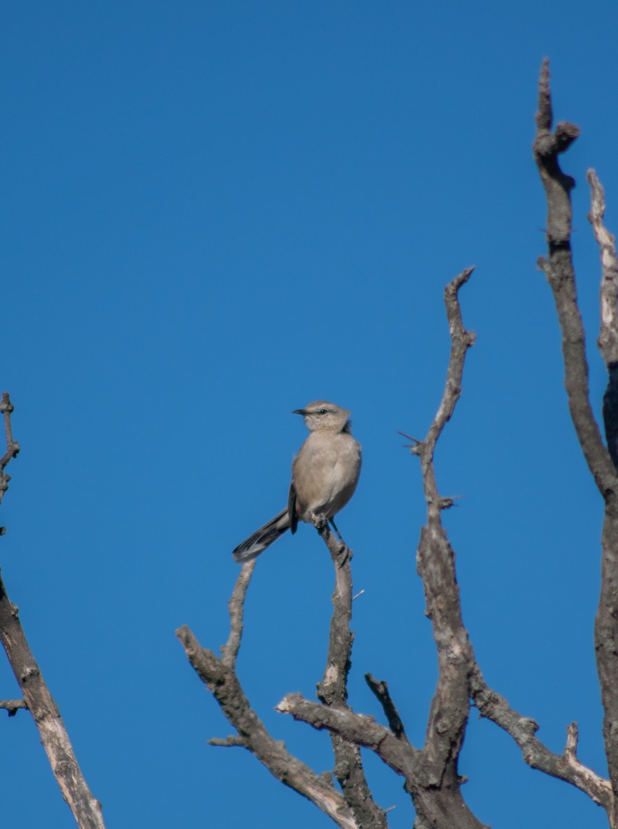 Patagonian Mockingbird - Tiago Rivadeo Pla