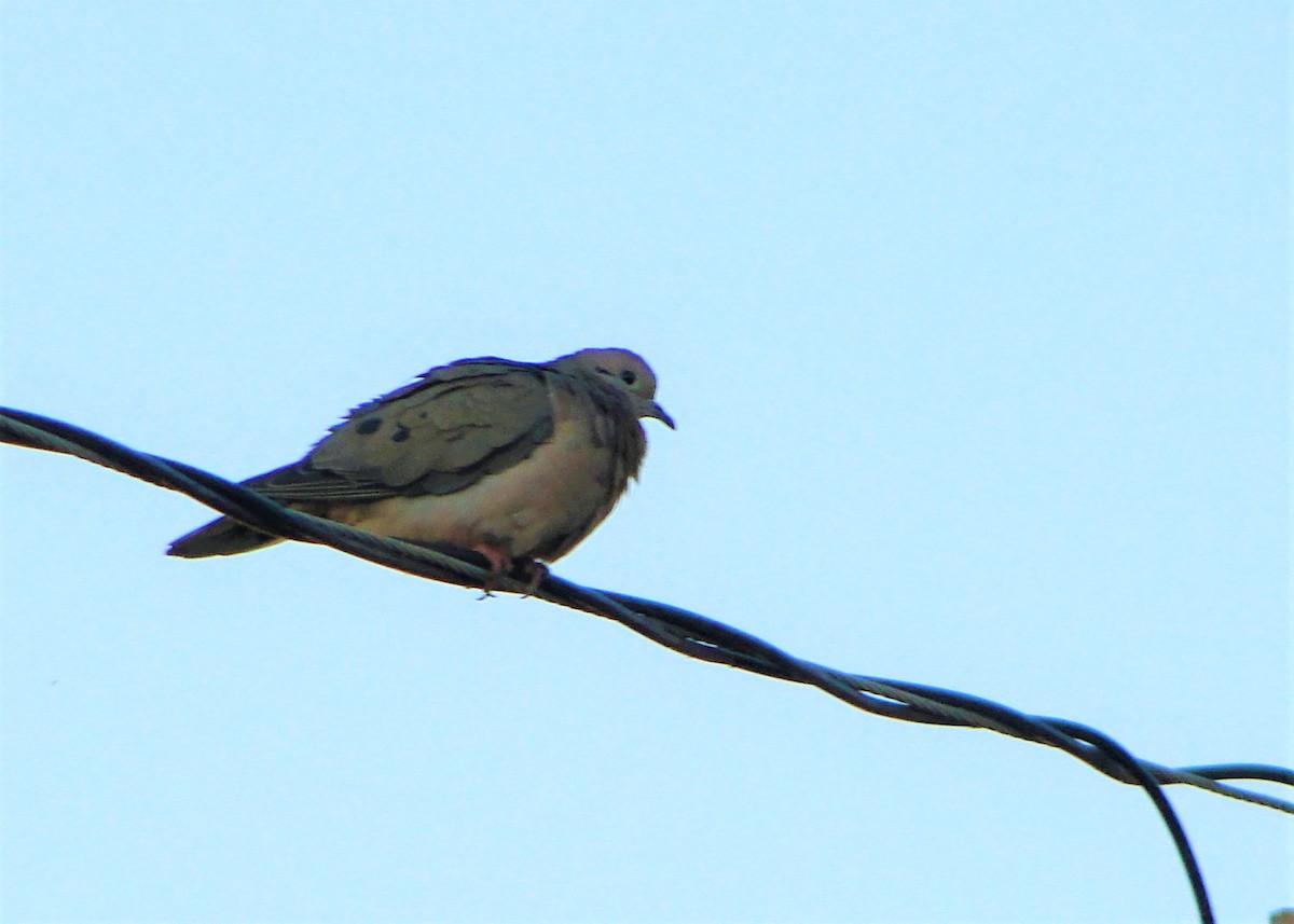 Eared Dove - ML111647381