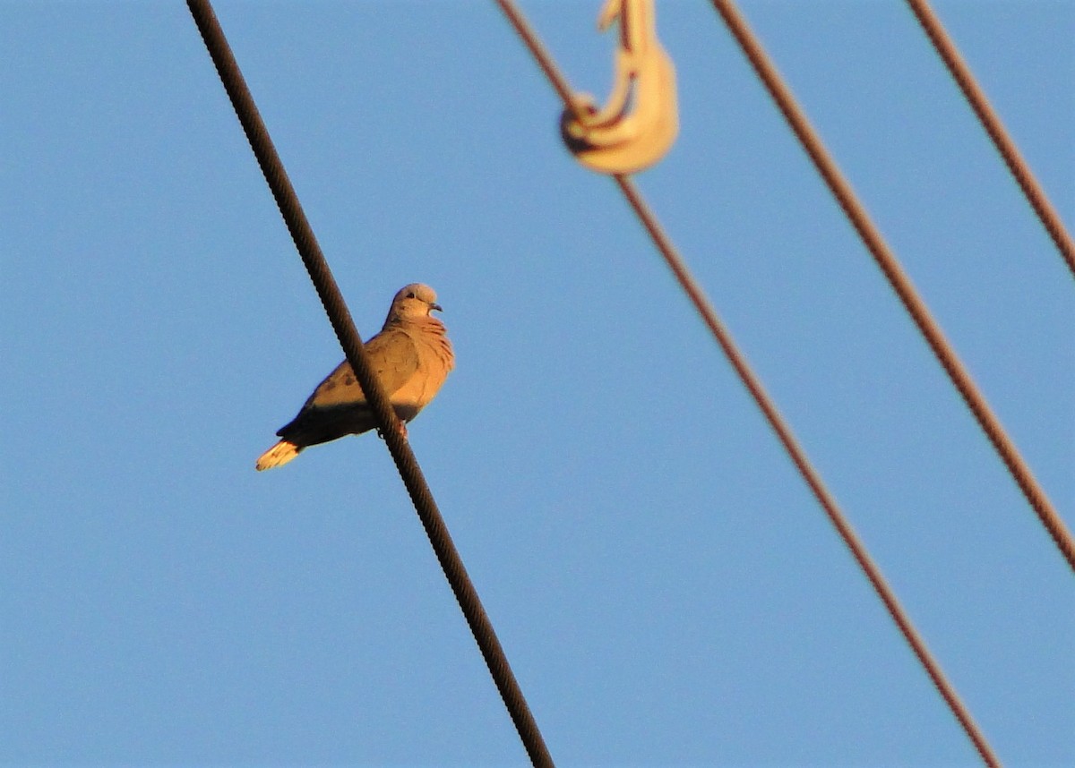 Eared Dove - Carlos Otávio Gussoni