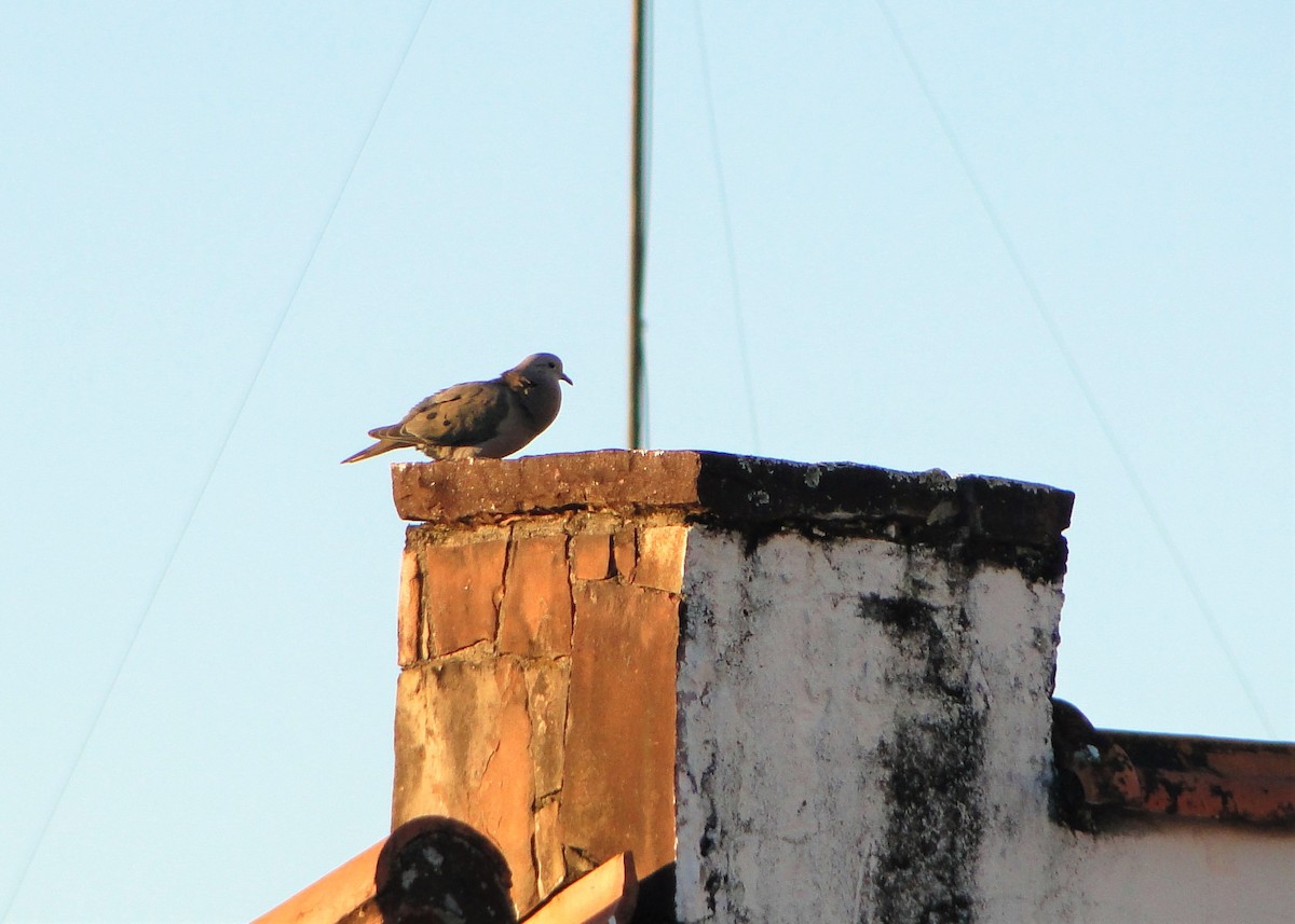 Eared Dove - ML111647421