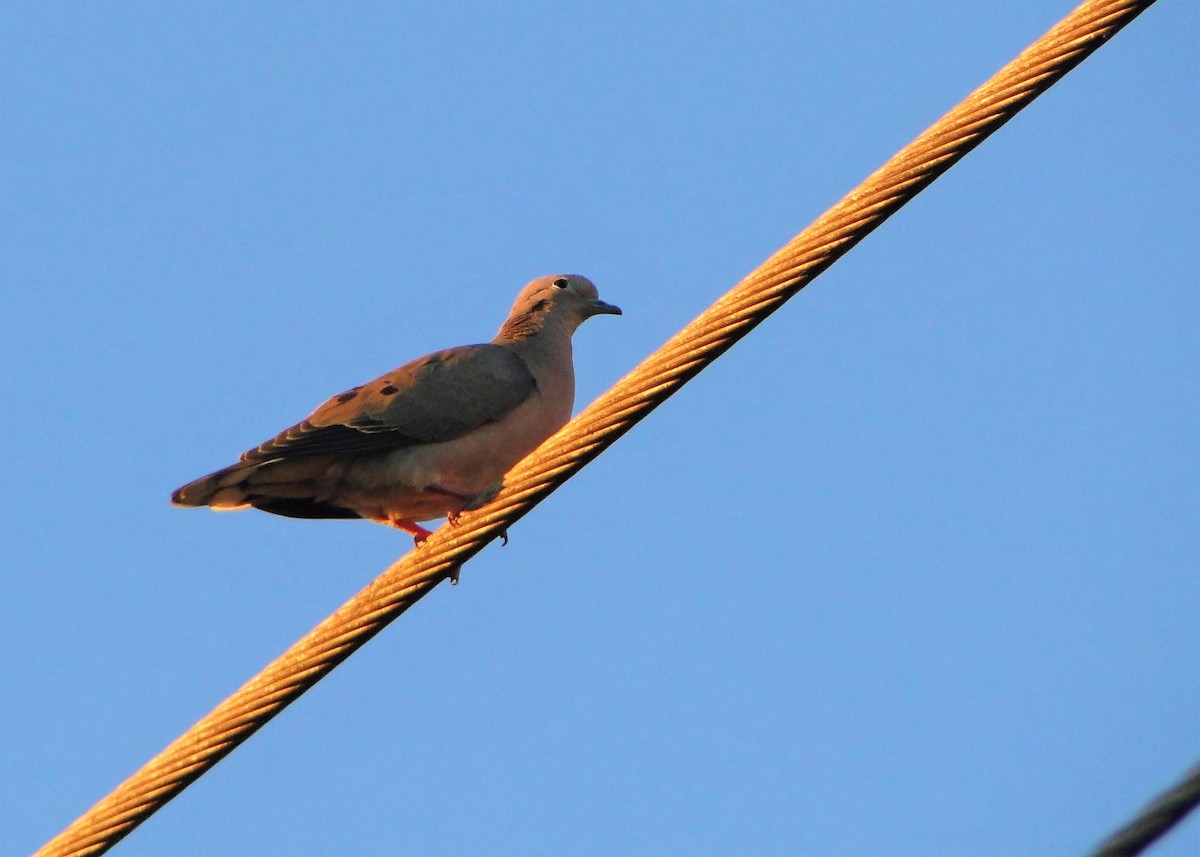 Eared Dove - ML111647441