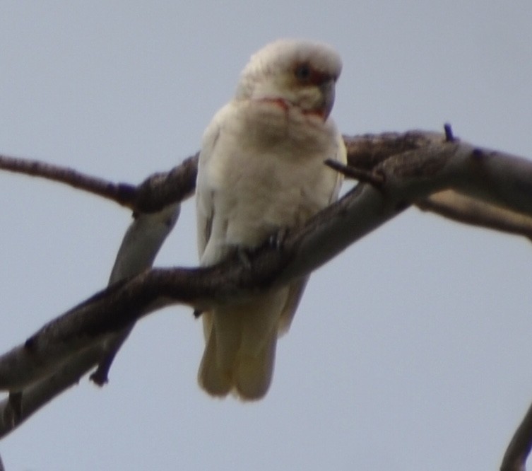 Long-billed Corella - Jonathan Heller