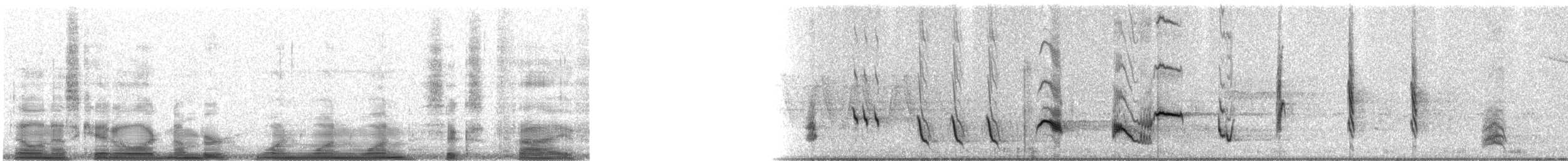 Tropfenspottdrossel - ML11165