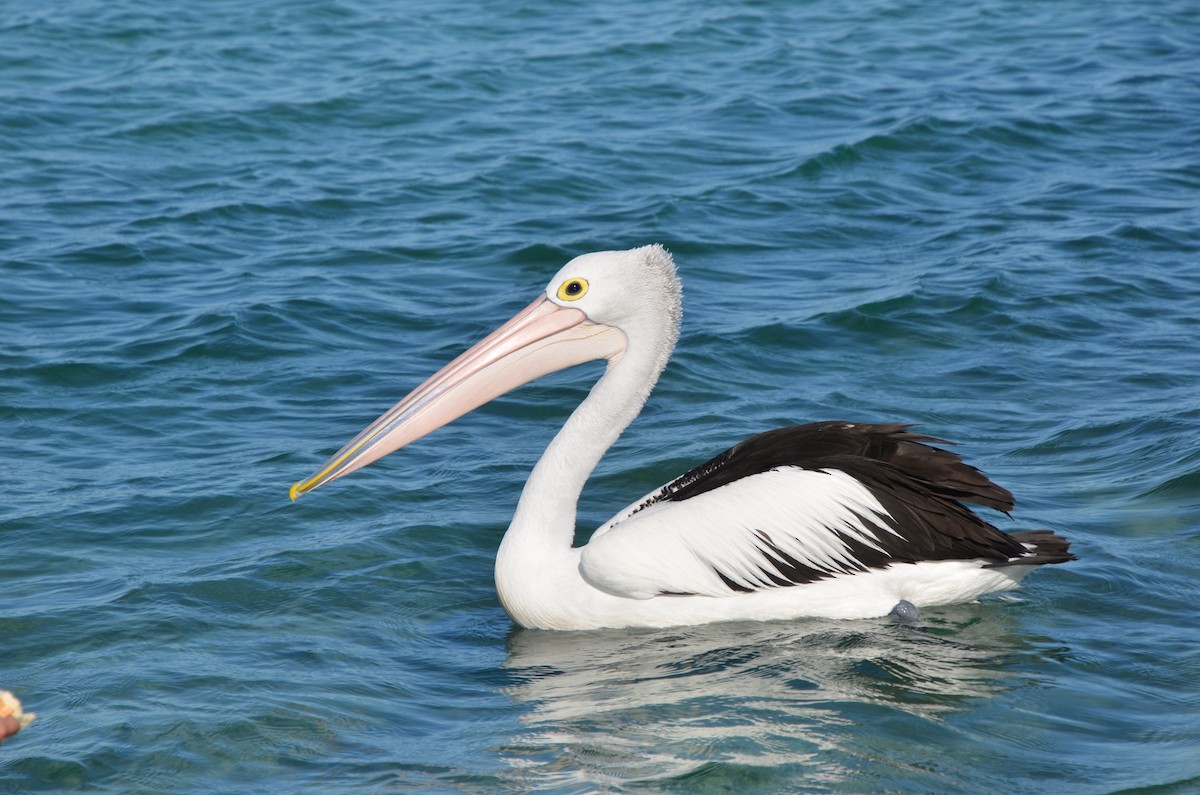 Australian Pelican - ML111650891