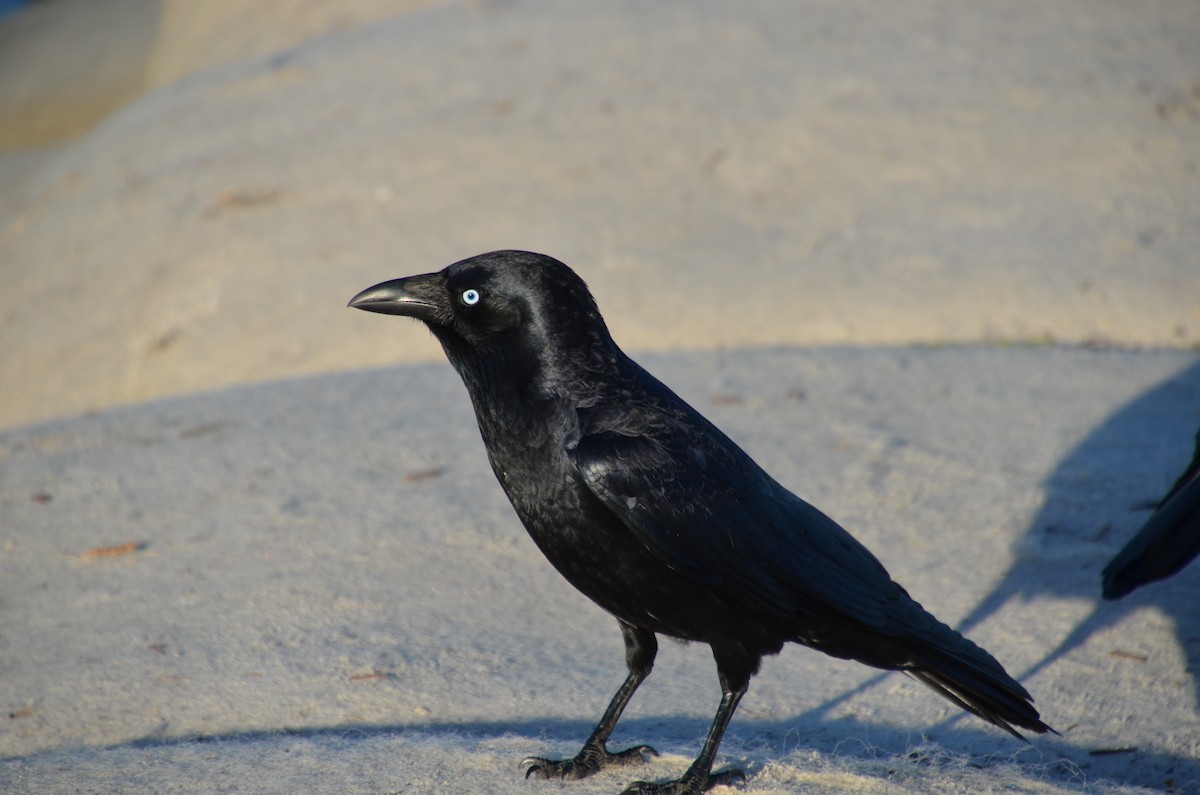 Torresian Crow - ML111651131