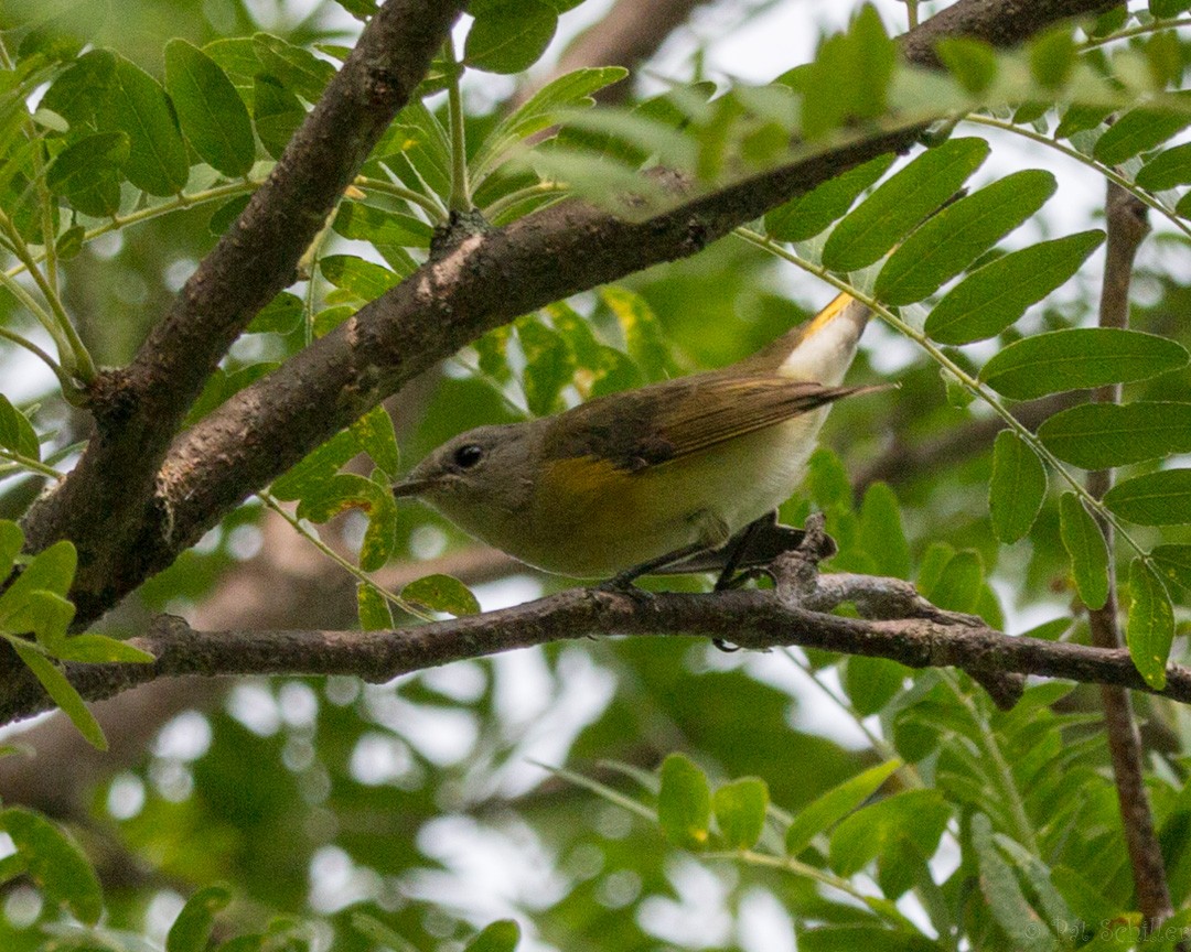 American Redstart - ML111654161