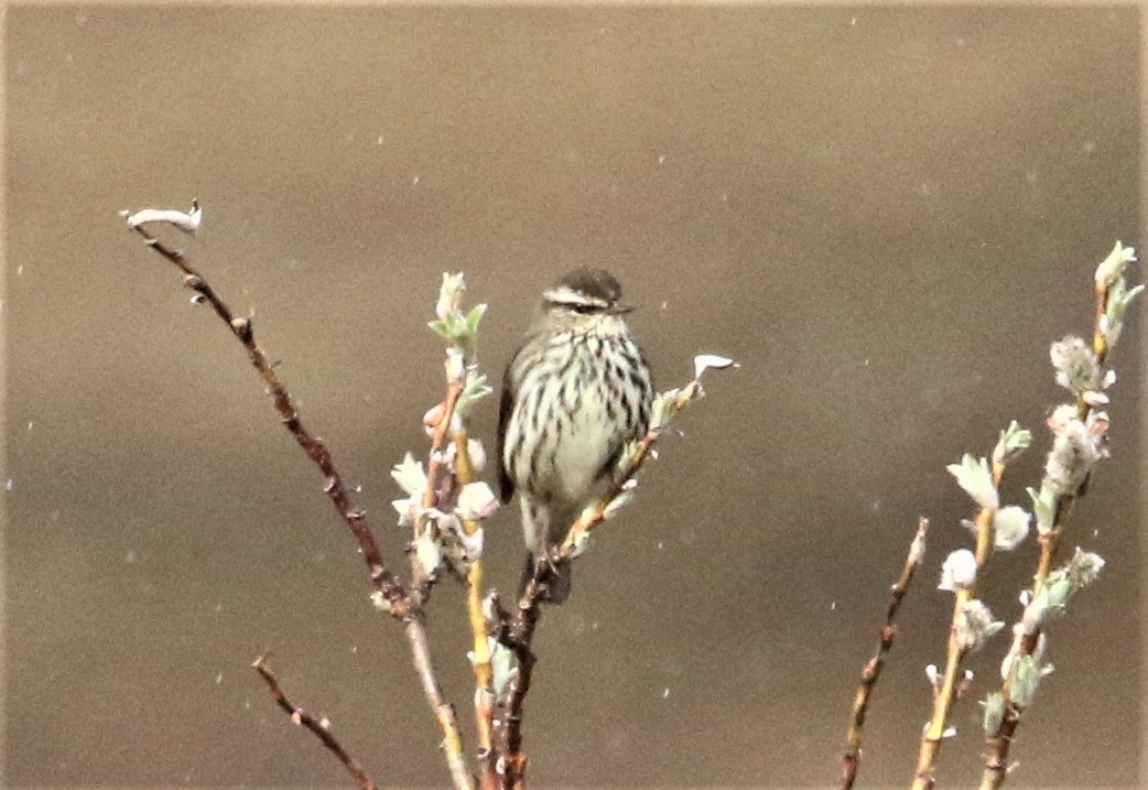 Northern Waterthrush - Ann Vaughan