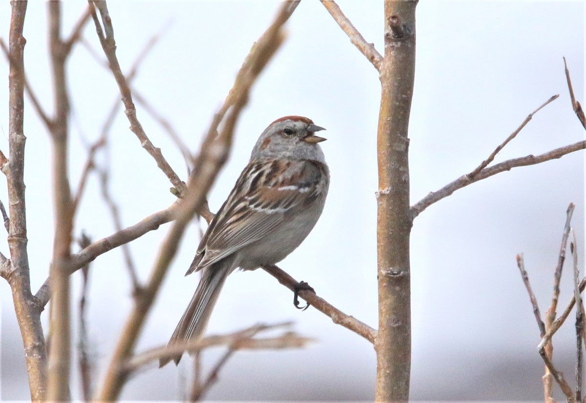 American Tree Sparrow - ML111655871