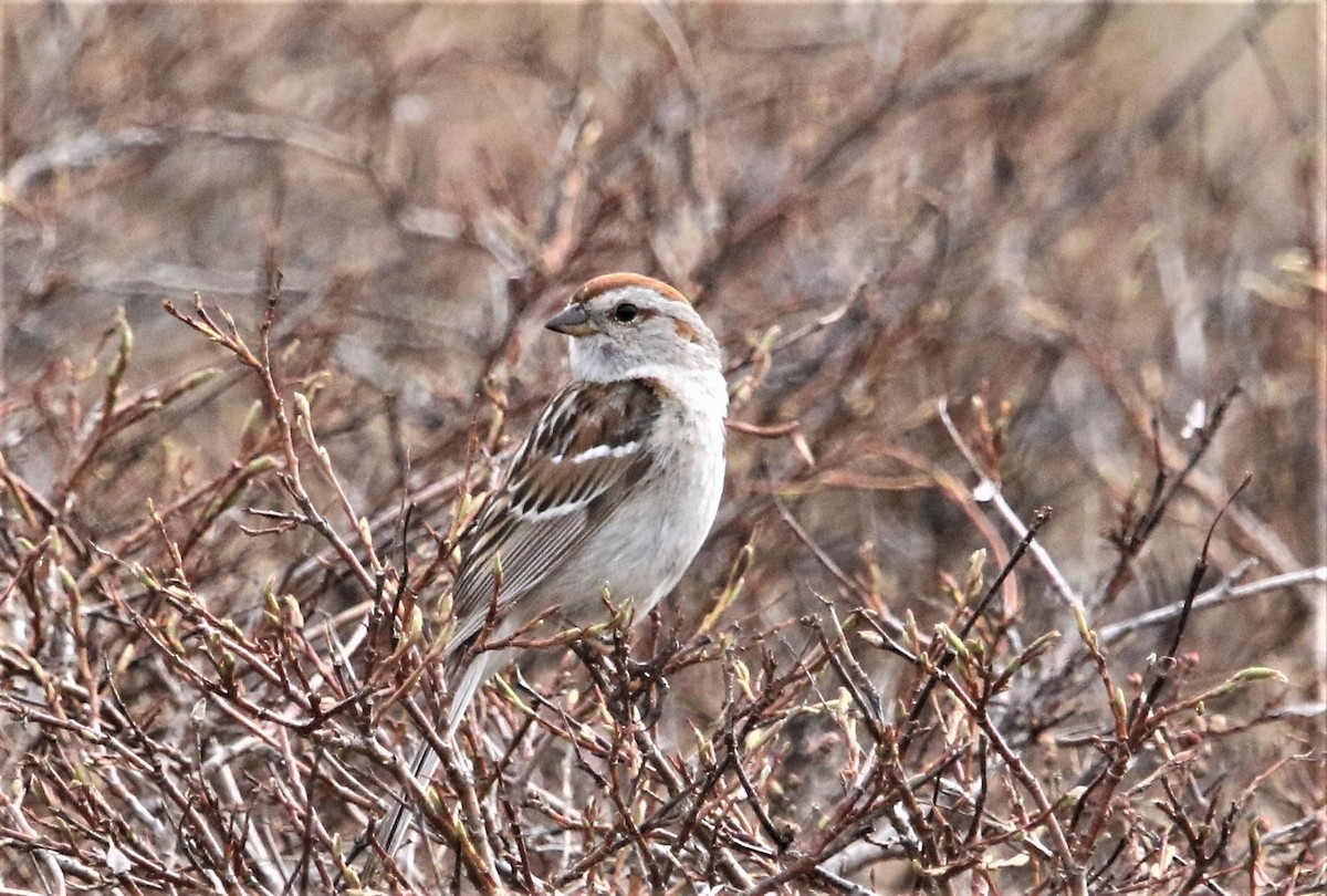 American Tree Sparrow - ML111655881