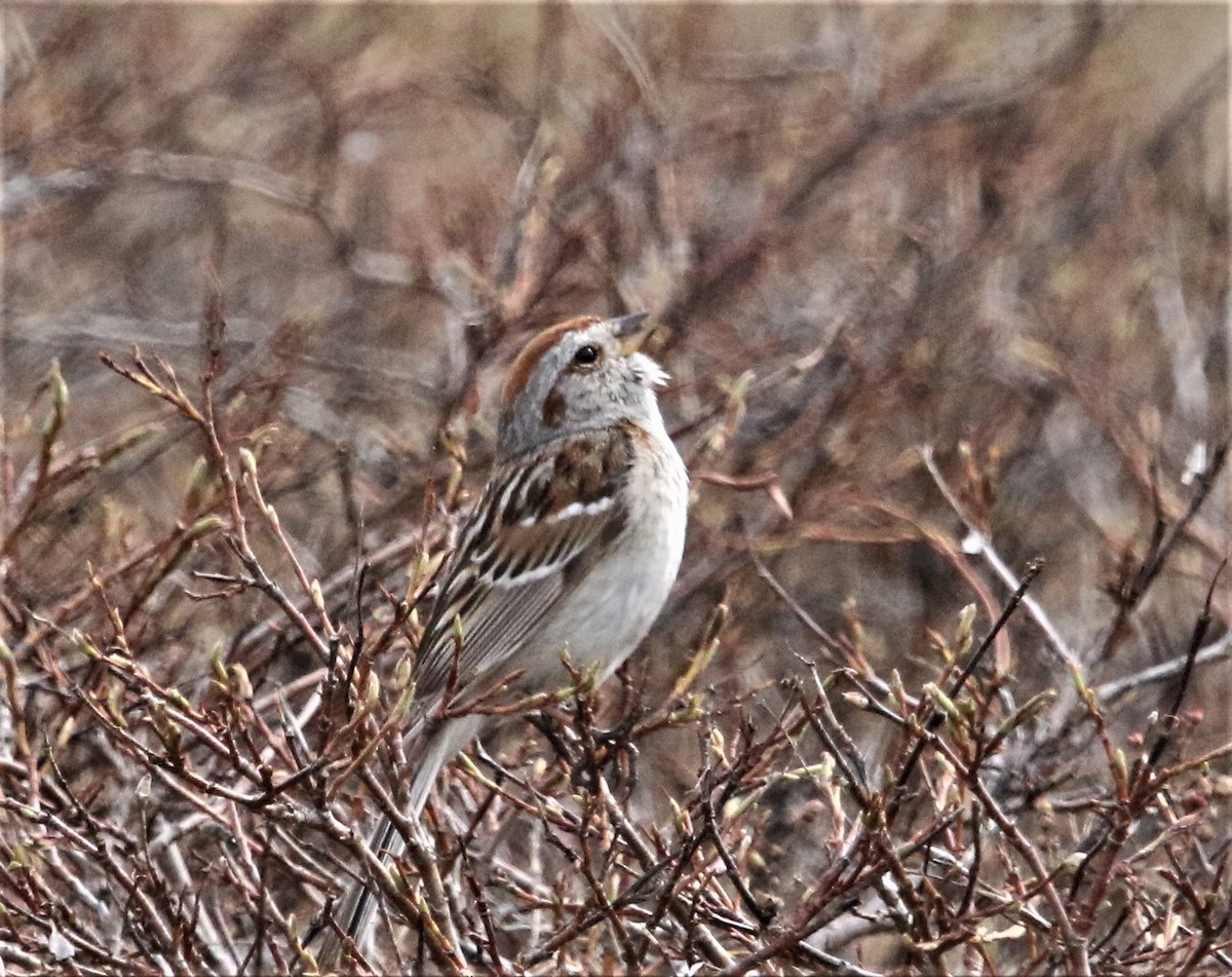 American Tree Sparrow - ML111655891
