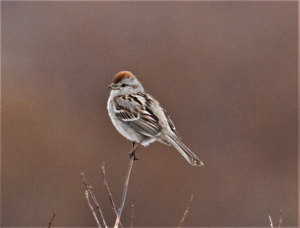American Tree Sparrow - ML111655901
