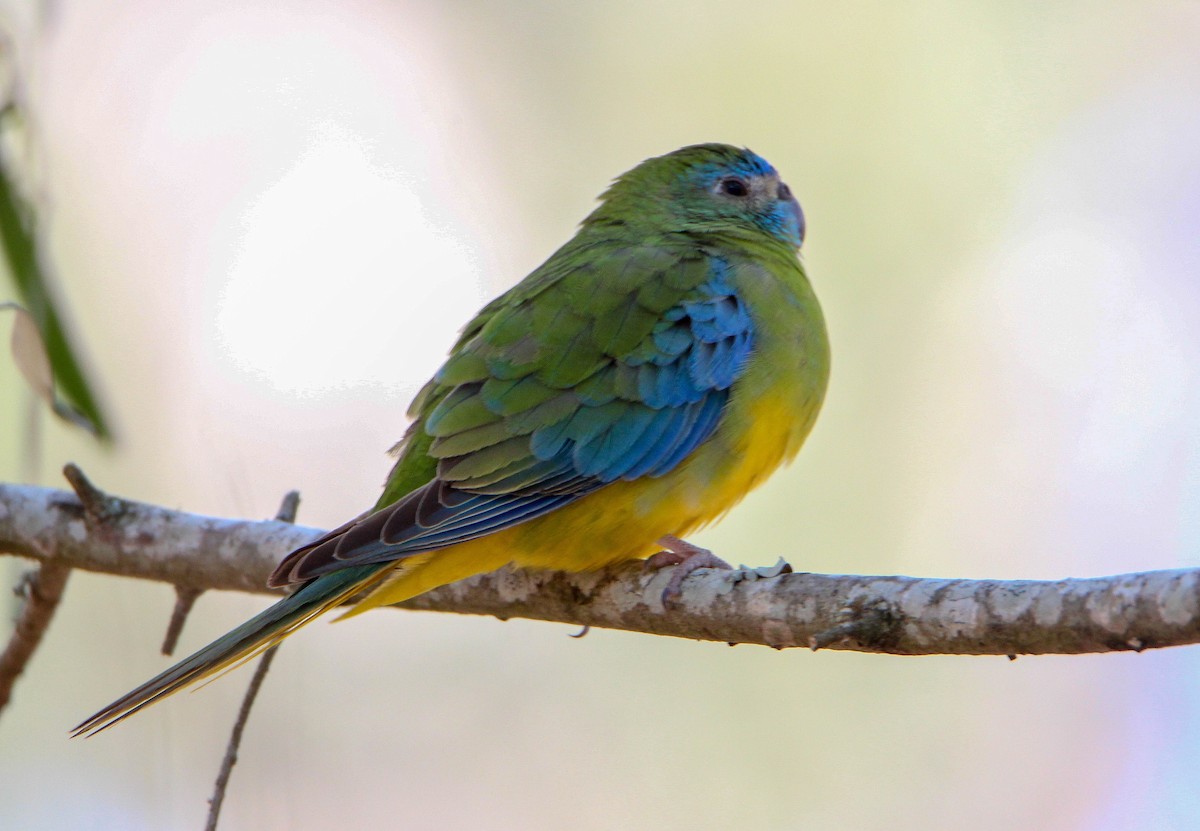 Turquoise Parrot - ML111656141