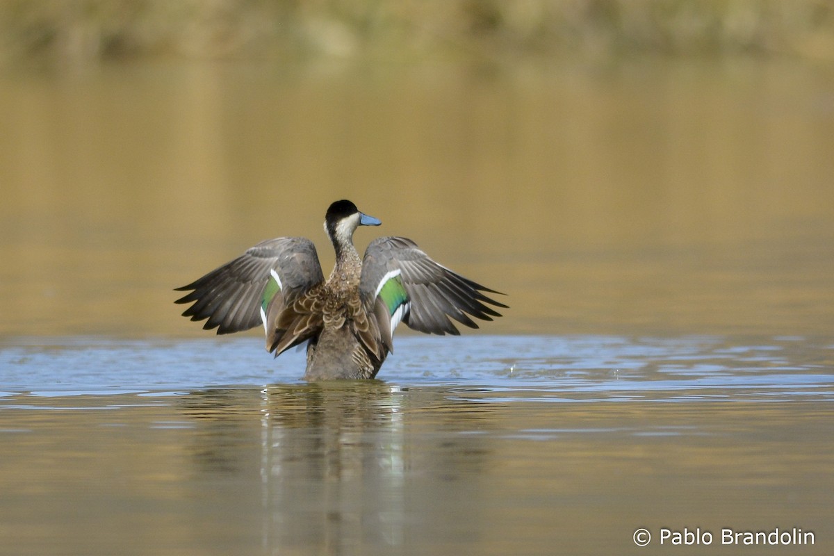 Puna Teal - Pablo Brandolin