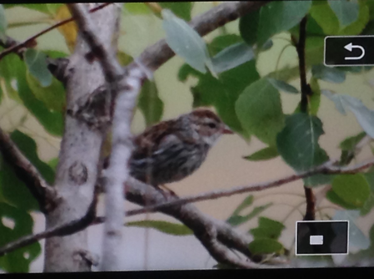 Chipping Sparrow - Alice Oliver