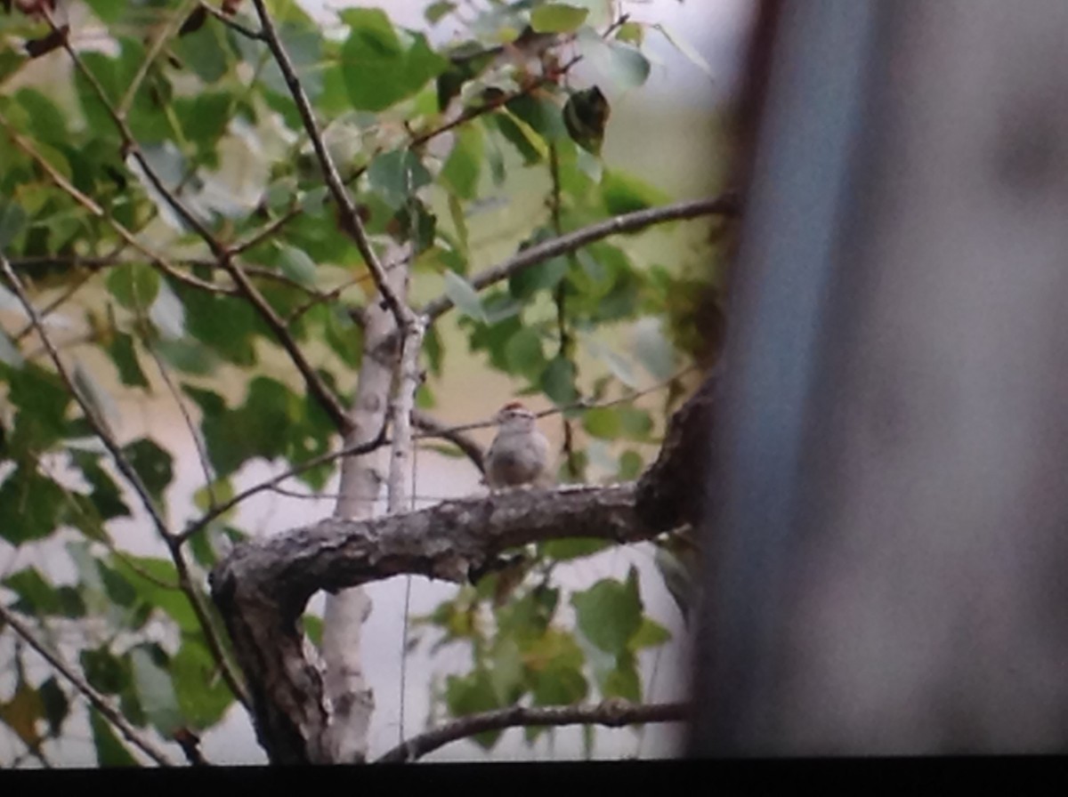 Chipping Sparrow - Alice Oliver